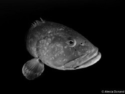 Felix/Charlie the famous grouper. Lanzarote. by Alexia Dunand 